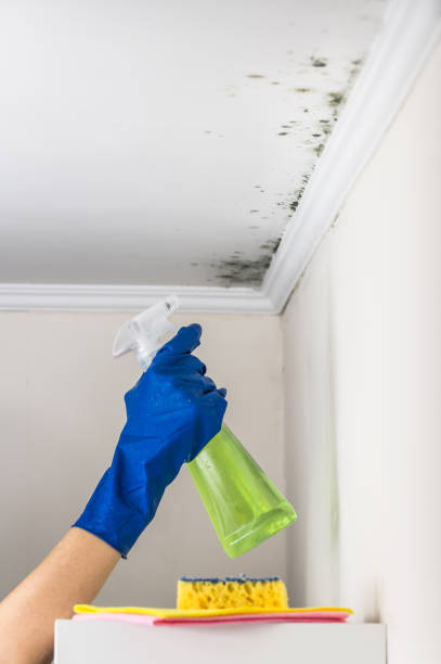 Best Attic Mold Removal  in USA