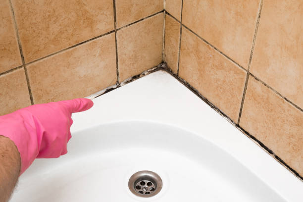 Best Emergency Mold Removal  in USA